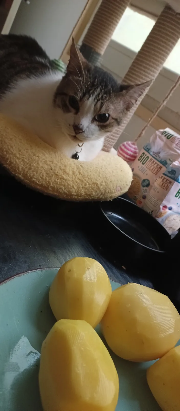 A gray and white cat with a bell collar sits in a yellow circular cat bed, looking down at a plate of peeled potatoes in the…