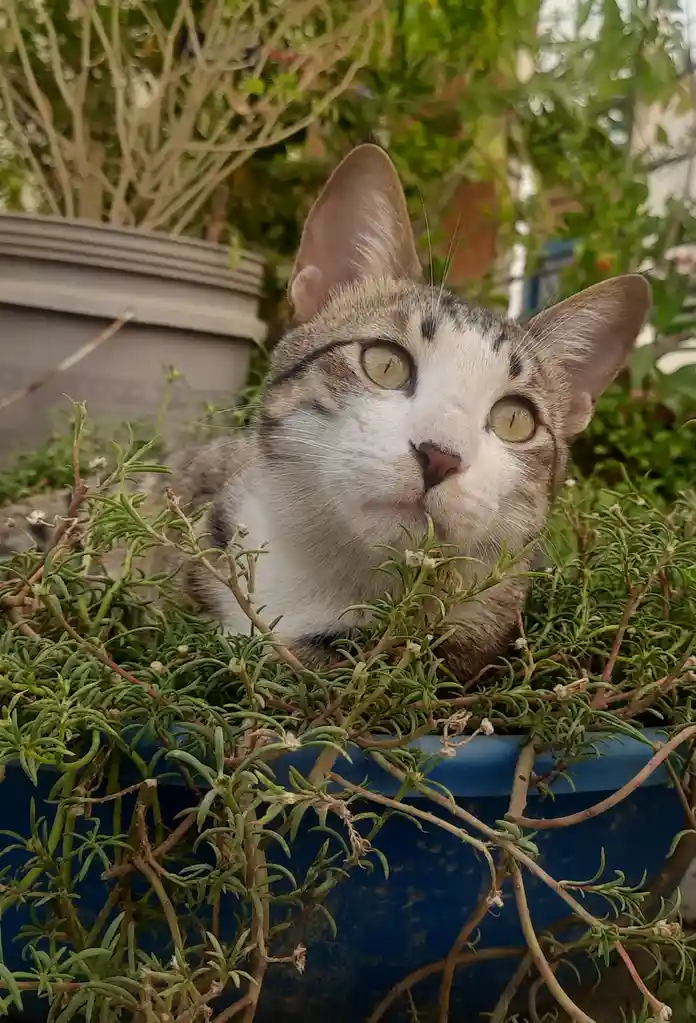 A tabby and white cat with wide, greenish eyes is peeking out from behind green foliage in a blue planter, looking upward…