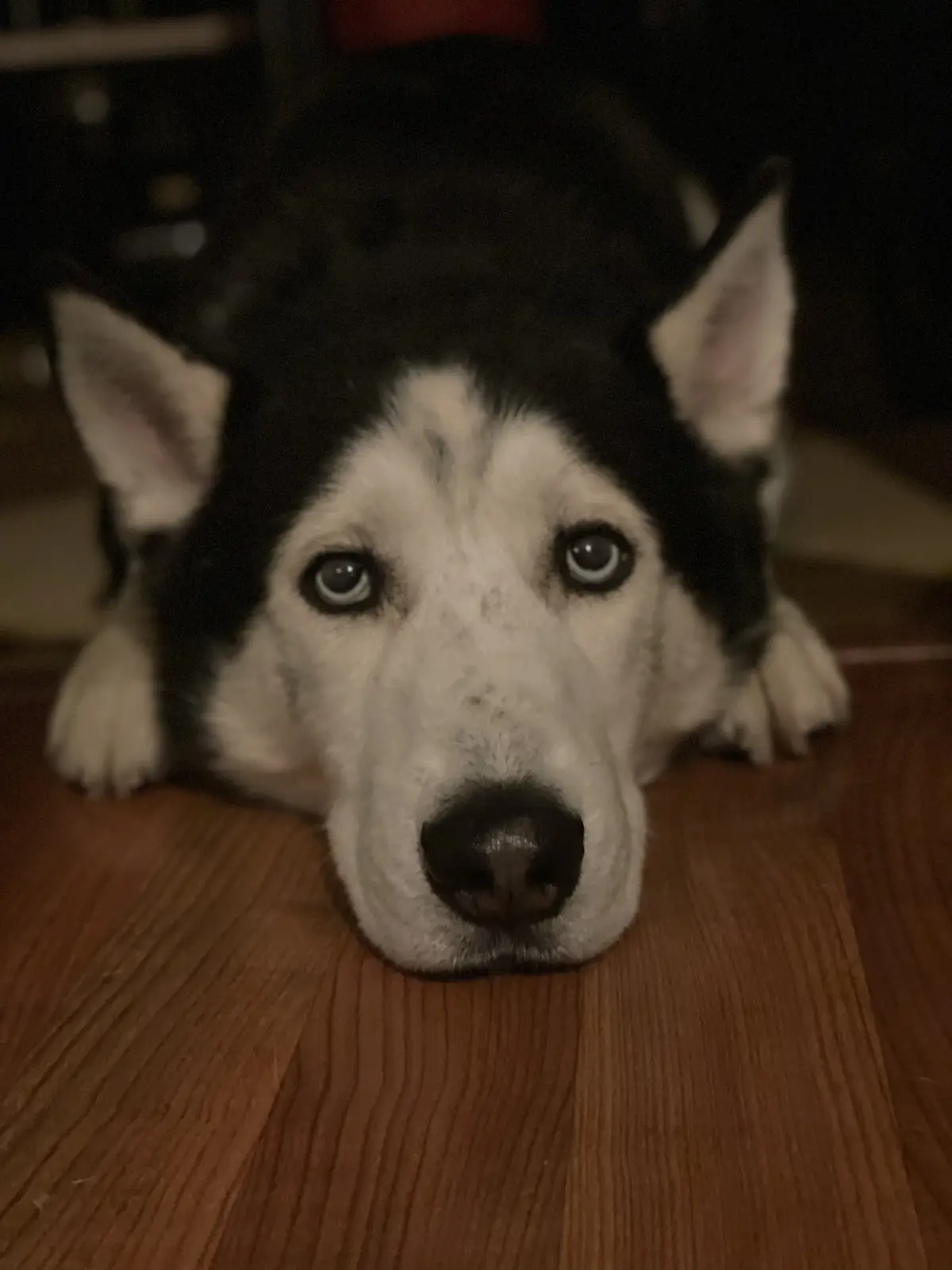 A close-up photo of a black and white husky lying on a wooden floor, looking directly at the camera with large, soulful…