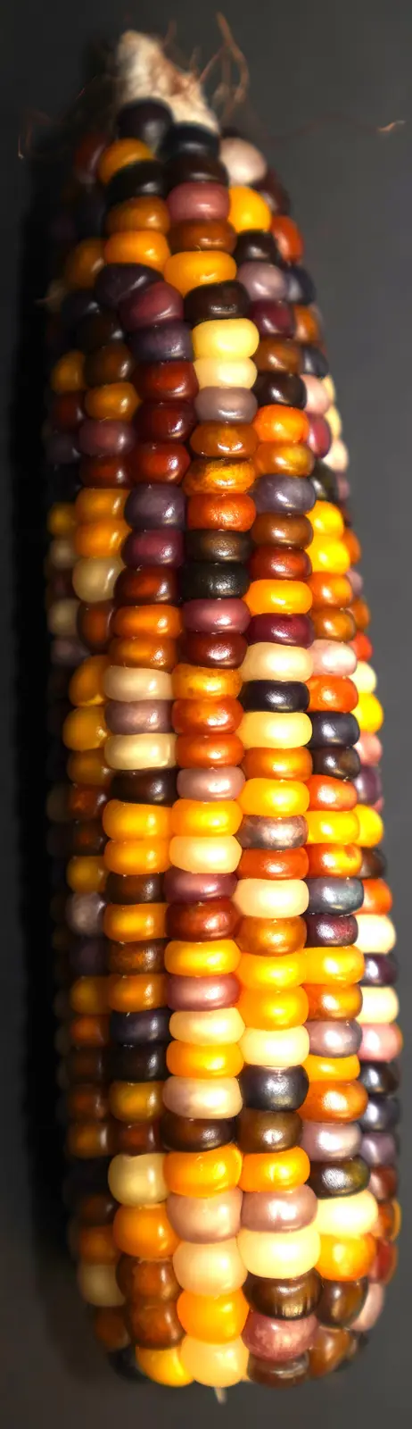 The Mighty A'corn: Nature's Little Wonder