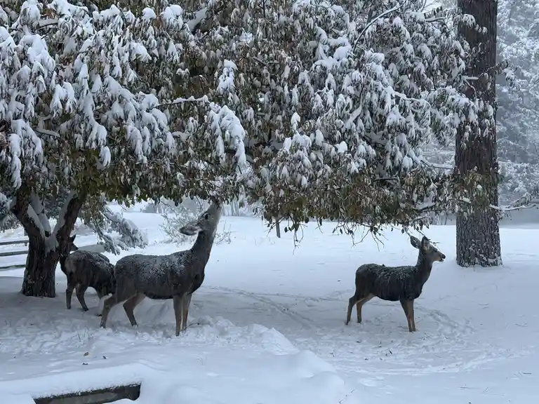 Three deer stand in a snowy landscape, covered in snow, eating leaves from snow-laden branches of a tree. The ground is…