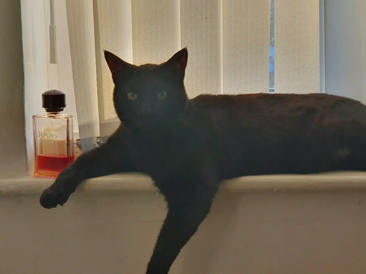 A black cat lounges on a windowsill next to a Joop! perfume bottle, looking directly at the camera with a relaxed…