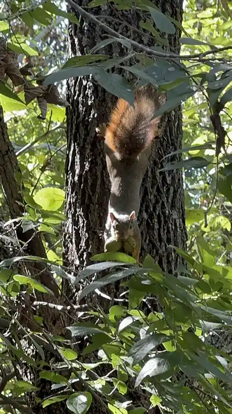 Brace Yourselves, Squirrels: Acorn Season is Here!