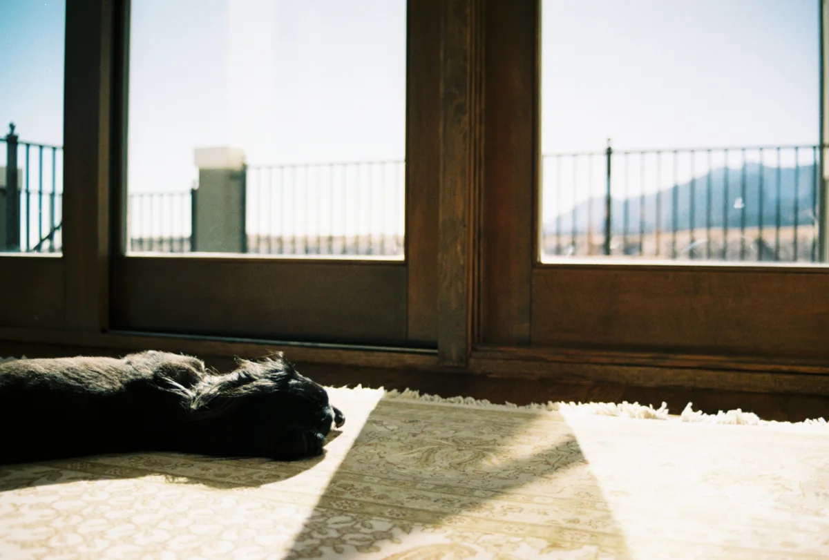A black, shaggy dog lies curled up on a patterned rug in front of large glass doors, basking in sunlight streaming through…