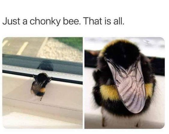 The image displays a split-screen: left side shows a bumblebee stuck on a window ledge, right side is a close-up of the…