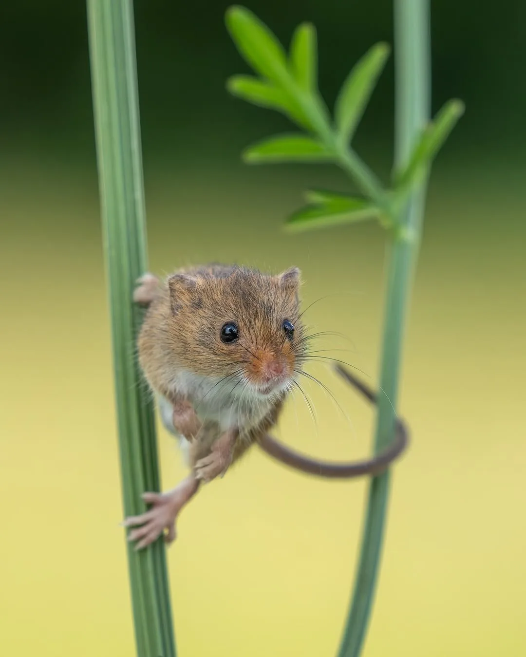 A small brown mouse with a white underbelly and long whiskers is clinging to a green plant stem, looking directly at the…