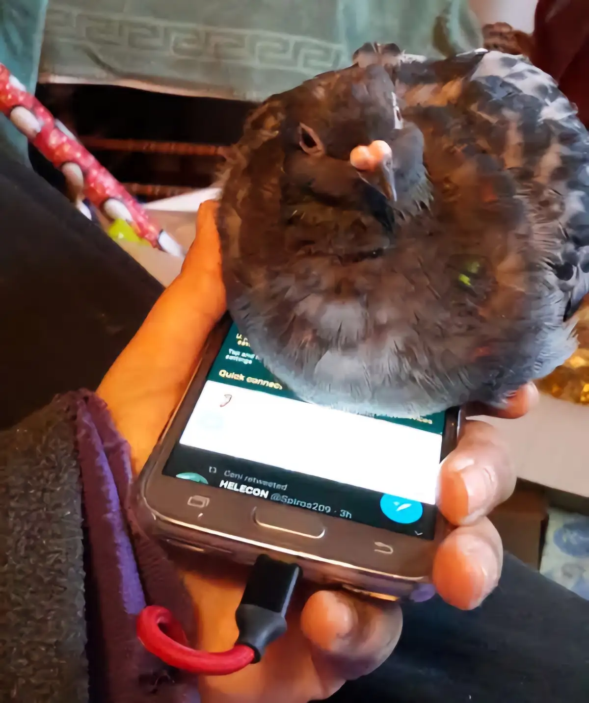 A close-up photo shows a person holding a smartphone with a pigeon perched directly on top of the screen, obscuring the…