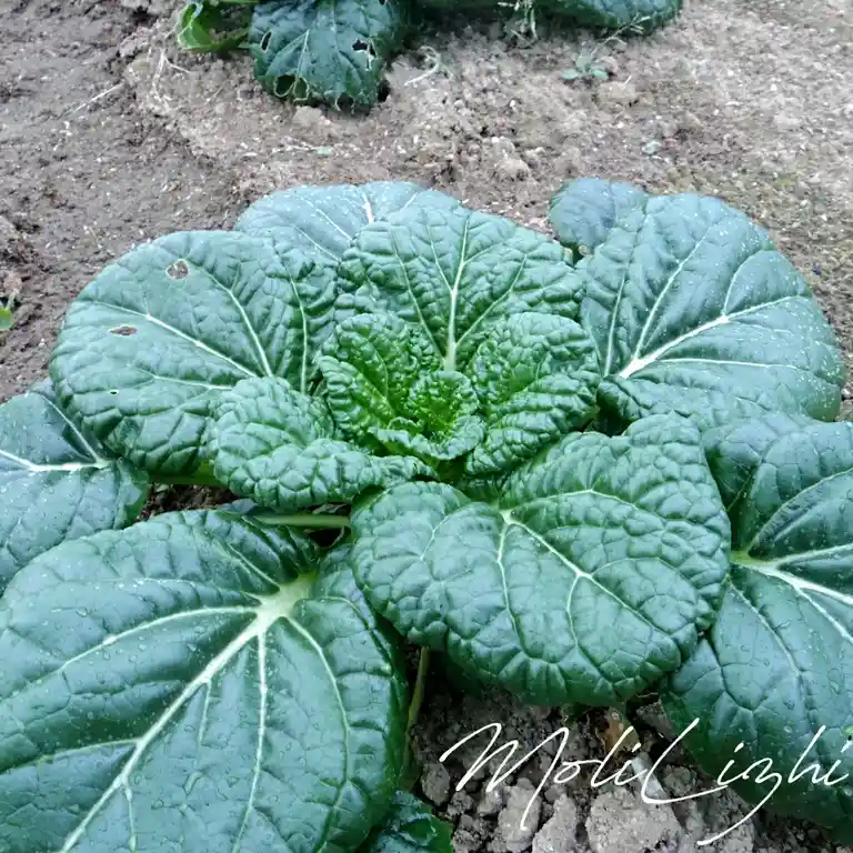 A close-up photo of a healthy, leafy green vegetable, likely bok choy or a similar cabbage family plant, growing in soil…