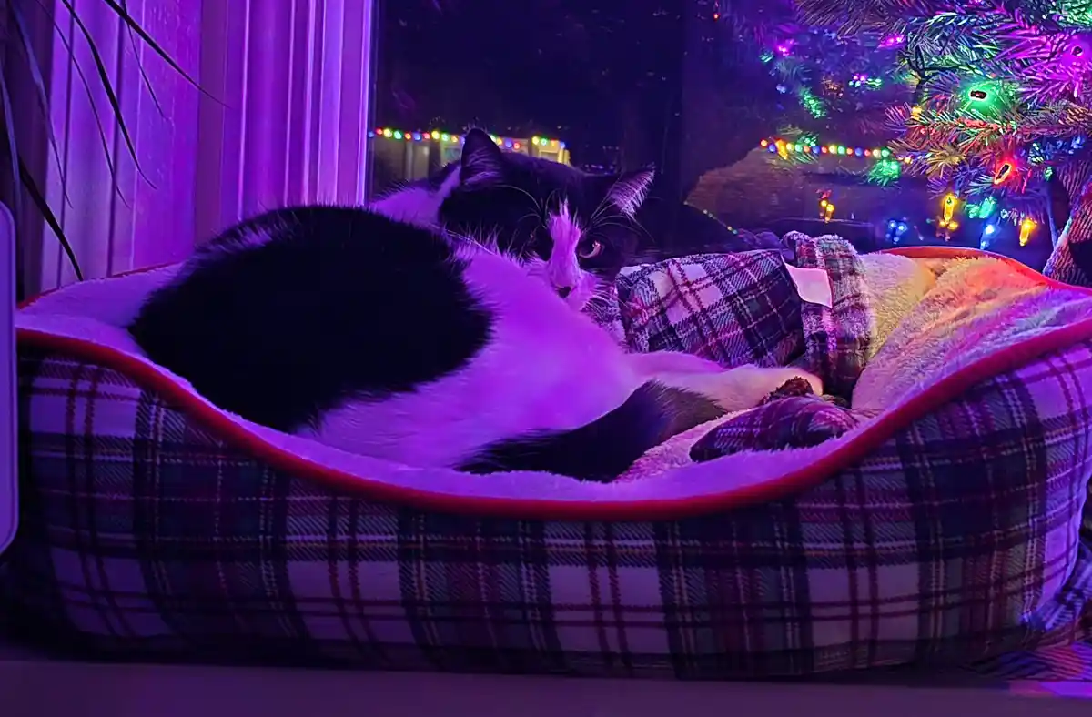 I accidentally woke him up!