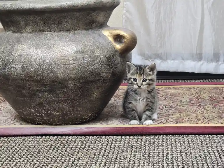 Introducing Luna: The Newest Member of the Family!