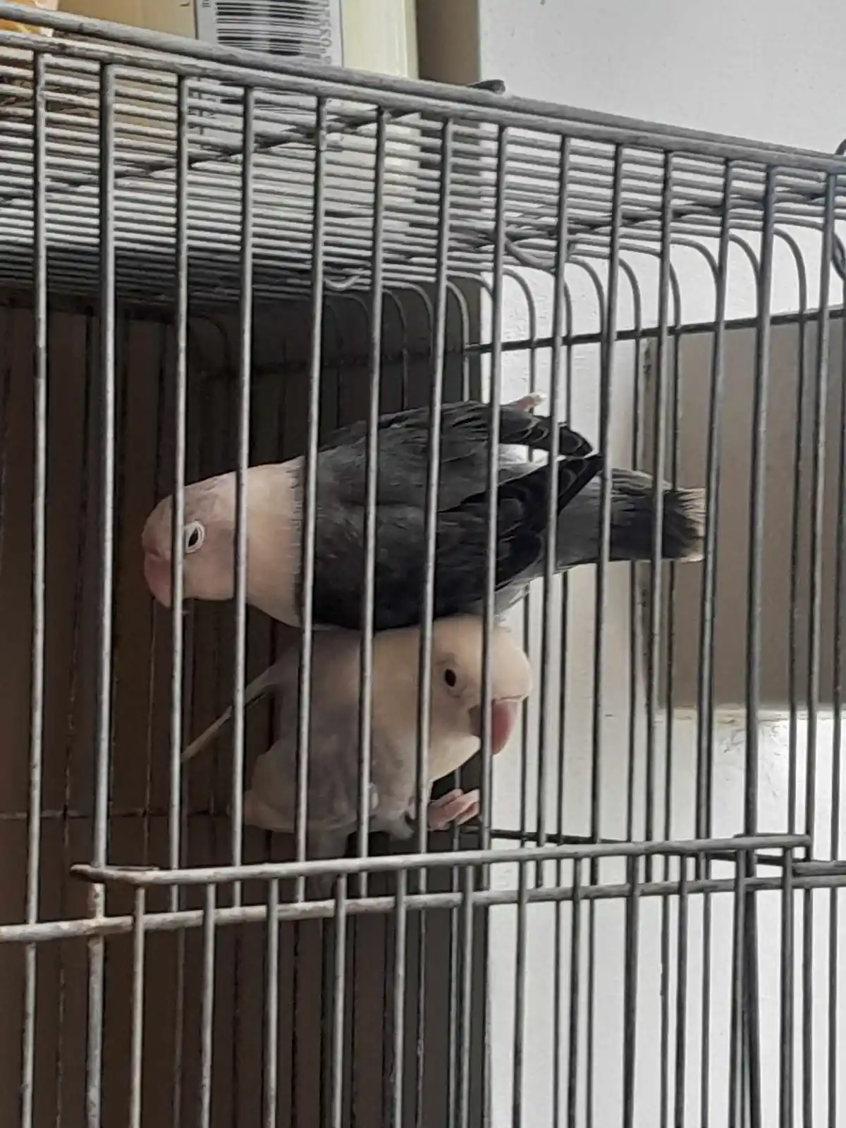 Two lovebirds are perched inside a metal cage, one on top of the other, with the top bird appearing to be upside down or…