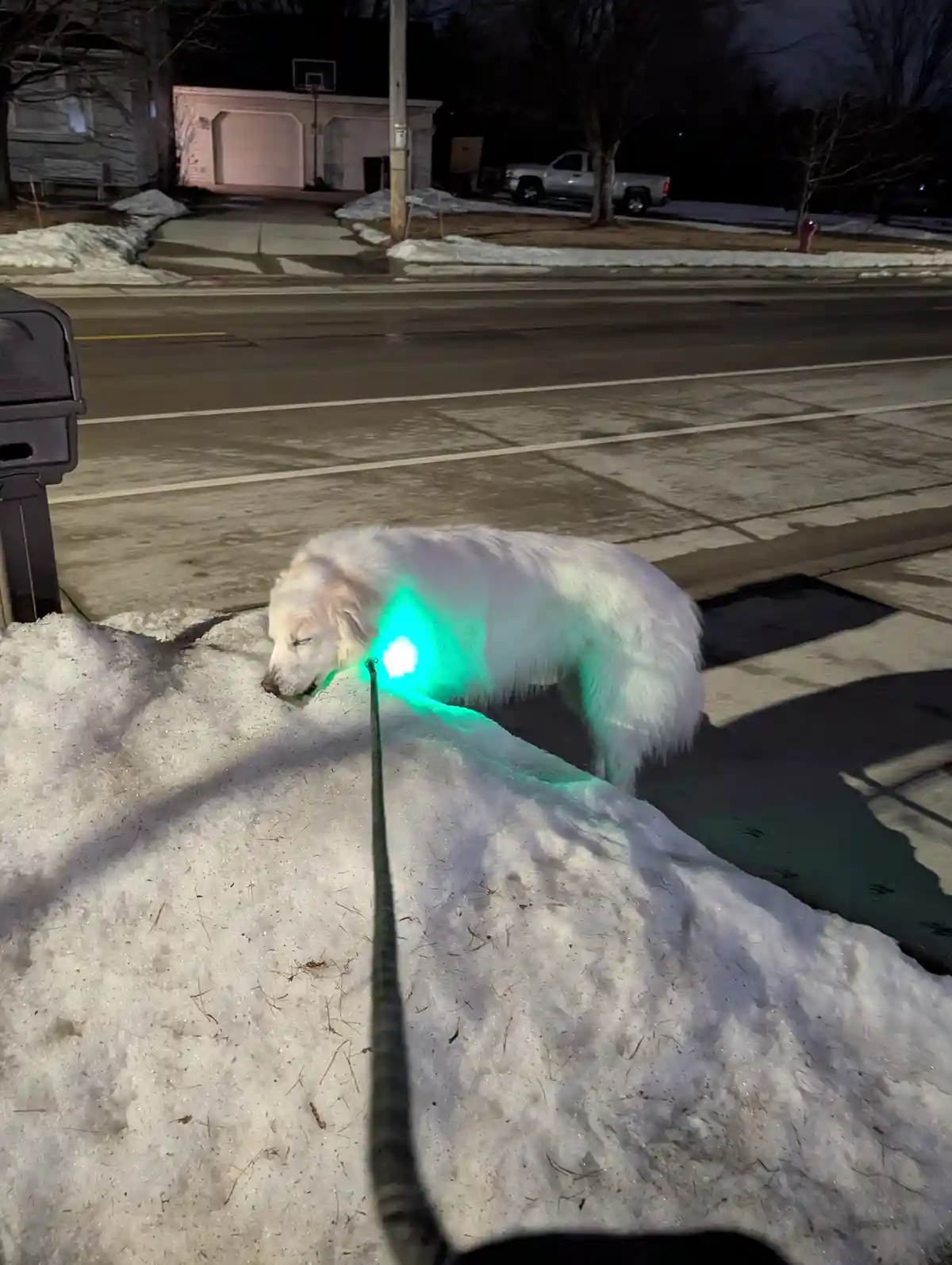 A fluffy white dog is on a leash, sniffing a snowbank at night, with a bright green laser pointer beam shining from its…