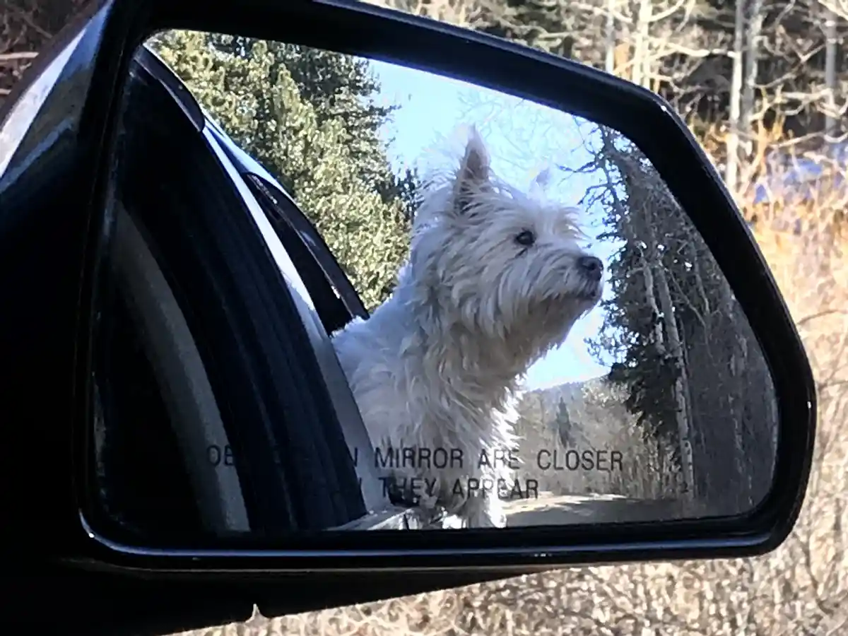 A white West Highland Terrier is visible in the reflection of a car's side-view mirror, looking out as if it's sitting in…