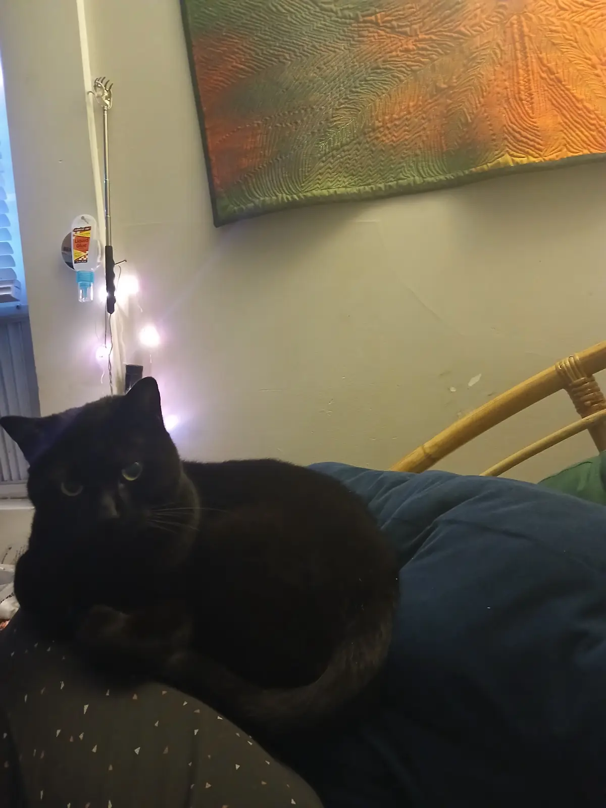 A black cat with a purple hat sits on a blue cushion, looking unimpressed. Behind it, a wall has string lights, a cat teaser…