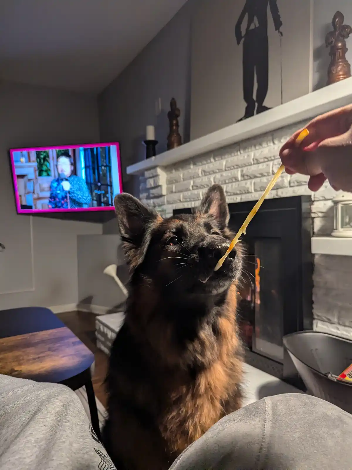 A German Shepherd dog sits attentively in a living room, looking up as a person holds a long, thin, yellow cheese stick near…