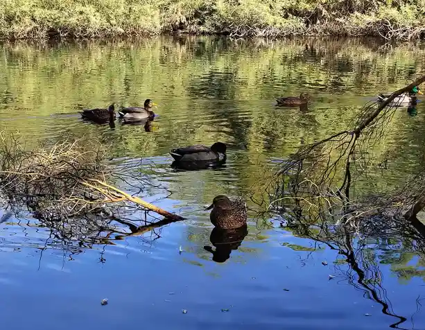 Several ducks swim in a calm pond with green and blue reflections, surrounded by branches and reeds. One duck in the…