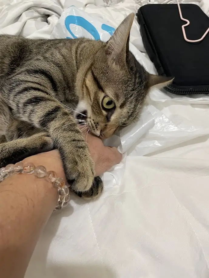 A tabby cat is lying on a bed, gently biting or chewing on a person's hand while the person wears a clear beaded bracelet…