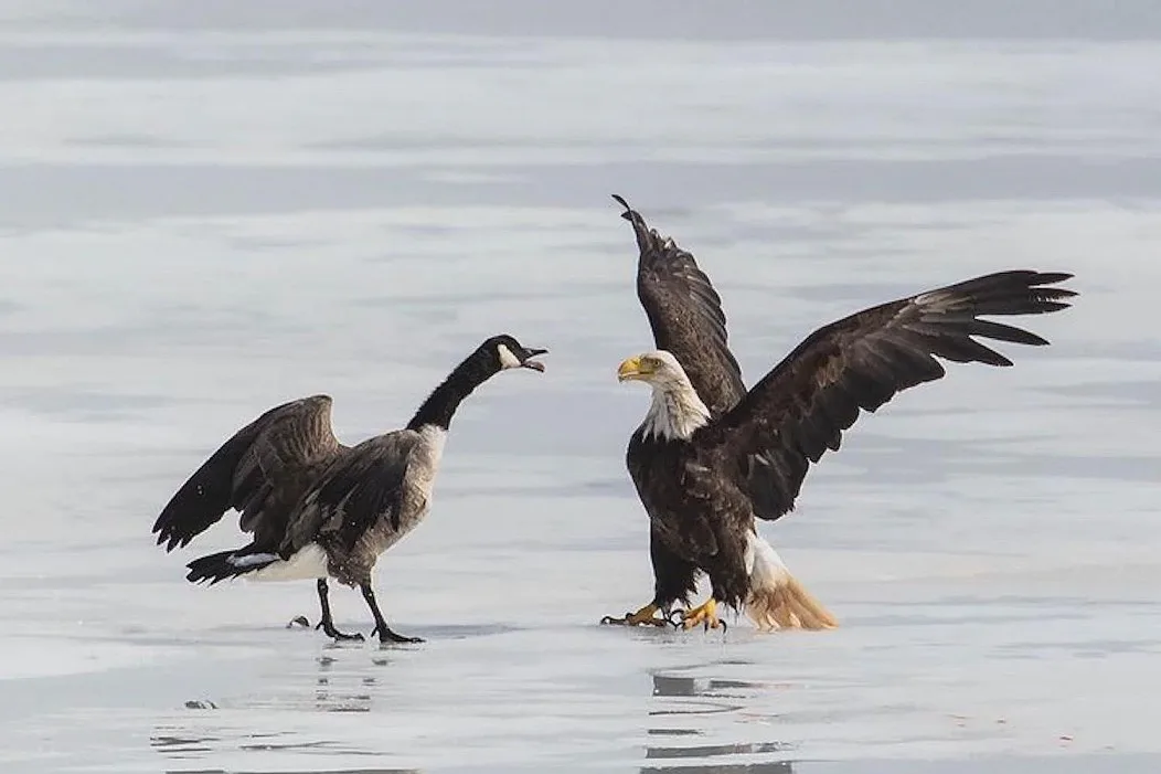 A bald eagle and a canada goose stand on icy water, both with wings partially spread, facing each other. The eagle, with its…