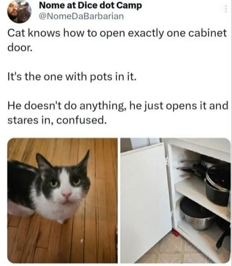 The image shows a split-screen: on the left, a black-and-white cat with wide, confused eyes looking up at the camera on a…