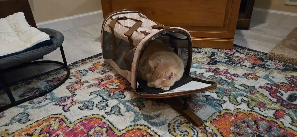 A ginger cat is curled up and sleeping inside an open, patterned pet carrier resting on a colorful floral rug. The cat's…