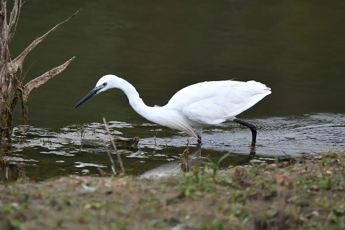 A white egret stands in shallow water near a muddy bank, its long black legs partially submerged and its head bent down as…