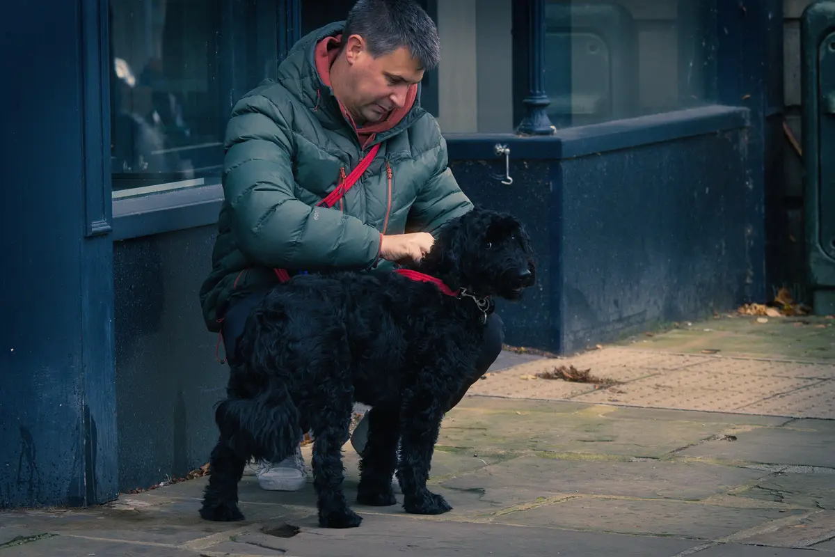 A man in a green puffer jacket is crouching on a sidewalk next to a black, curly-haired dog wearing a red harness. He is…