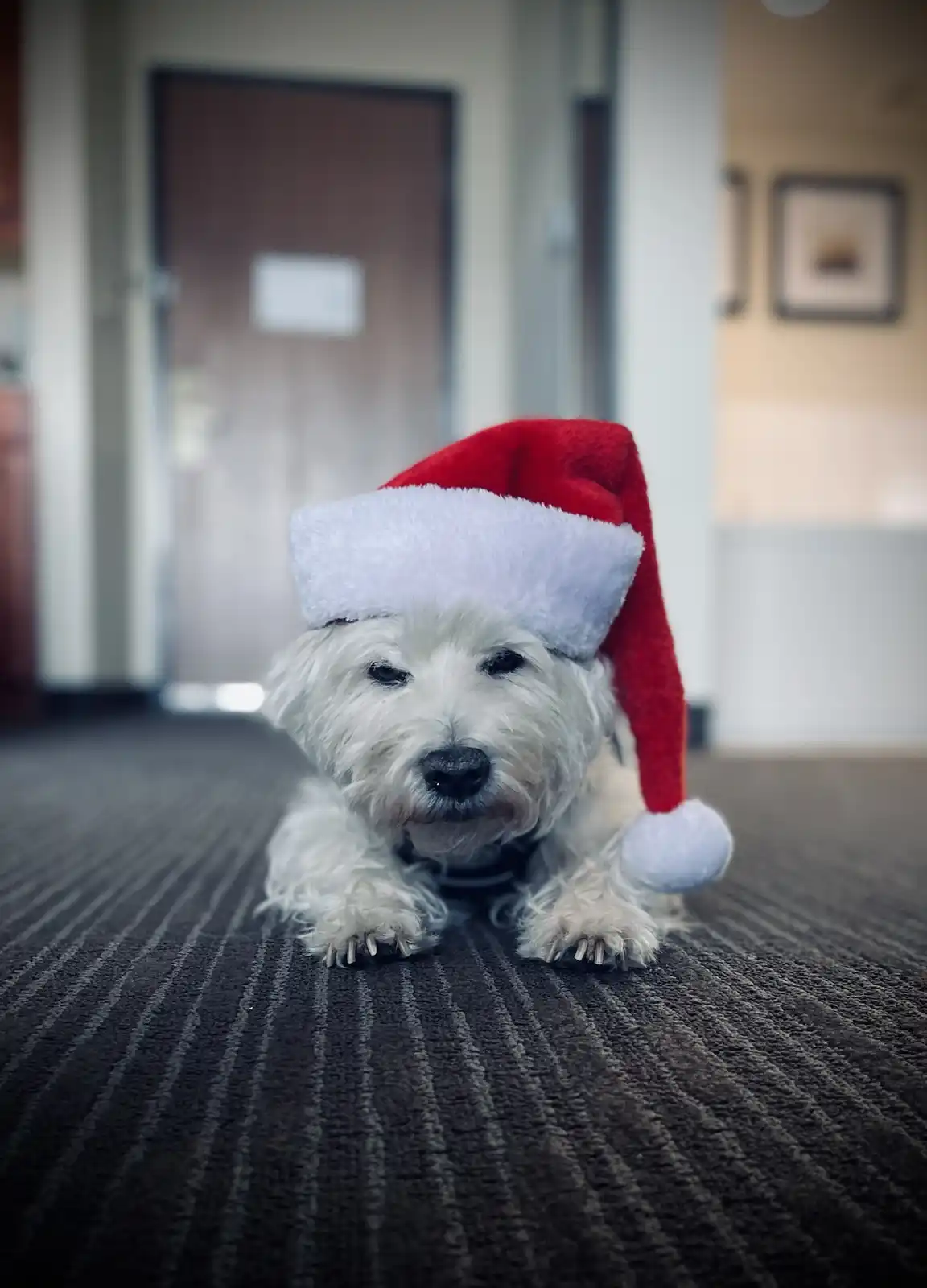A small, fluffy white dog wearing a red and white Santa hat lies on a dark striped carpet, looking directly at the camera…