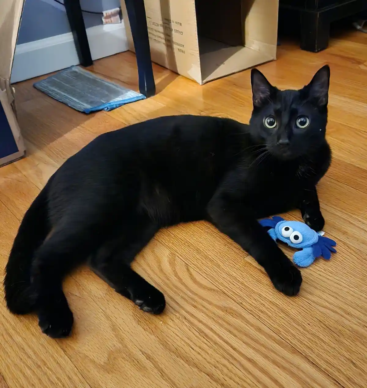A black cat with wide, startled eyes lies on a wooden floor next to a blue plush crab toy, looking directly at the camera…