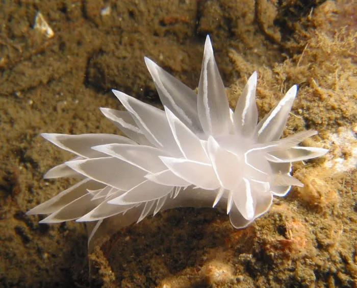 A translucent white sea slug with delicate, leaf-like appendages rests on a sandy, rocky ocean floor. Overlaid text reads…