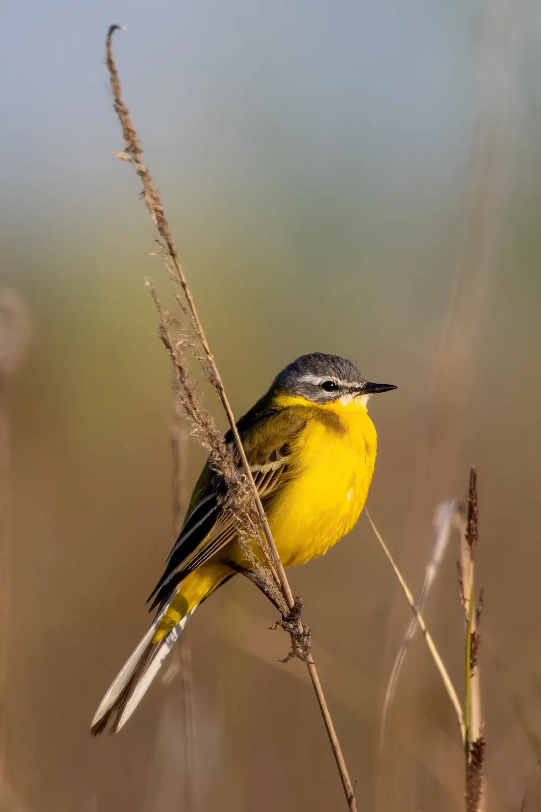 A bright yellow bird with a gray head and white-tipped tail perches on a dry reed stalk against a blurred natural…