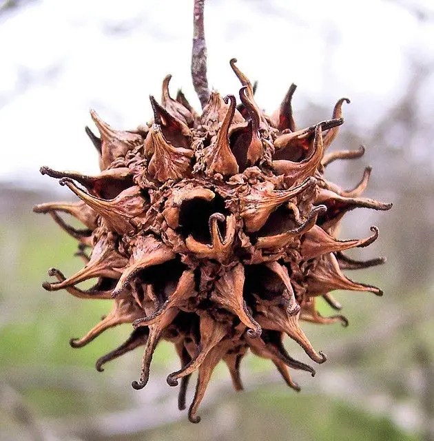 A close-up photograph of a dried, brown, spiky seed pod, likely from a sweetgum tree, hanging from a branch against a…