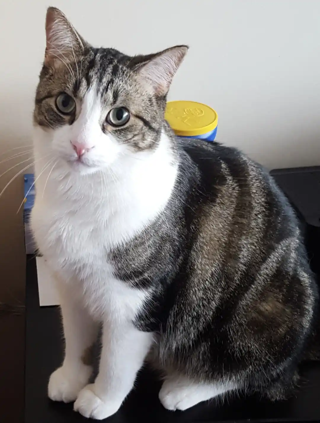 A tabby and white cat sits upright on a dark surface, looking directly at the camera with wide, slightly unimpressed eyes…