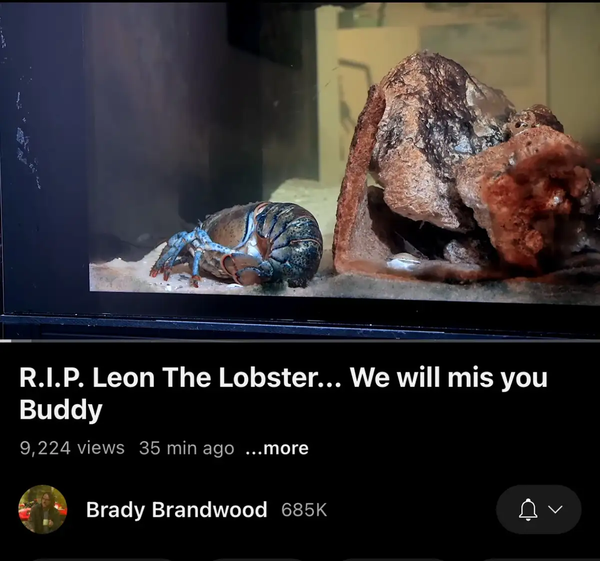A screenshot of a YouTube video thumbnail showing a blue and brown lobster lying motionless on the sandy bottom of an…
