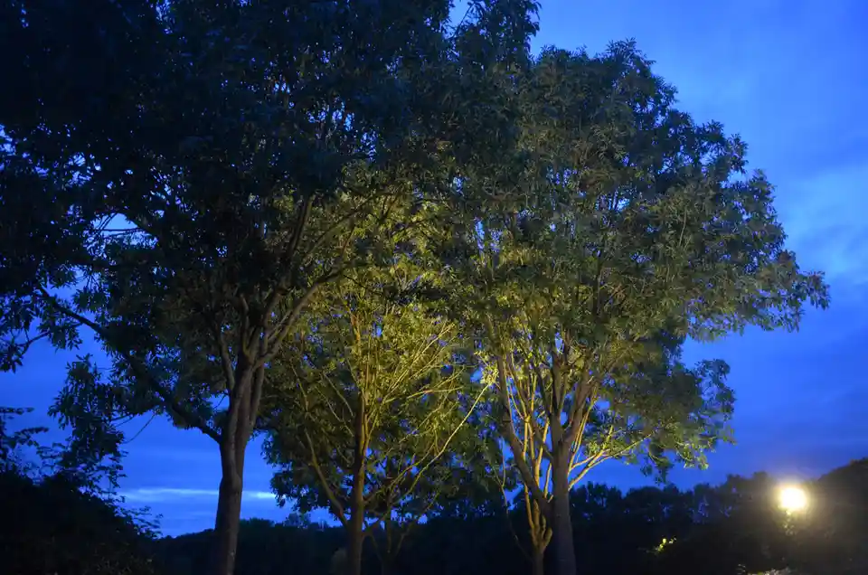 A nighttime photo shows several trees silhouetted against a deep blue twilight sky, with one tree prominently lit from below…