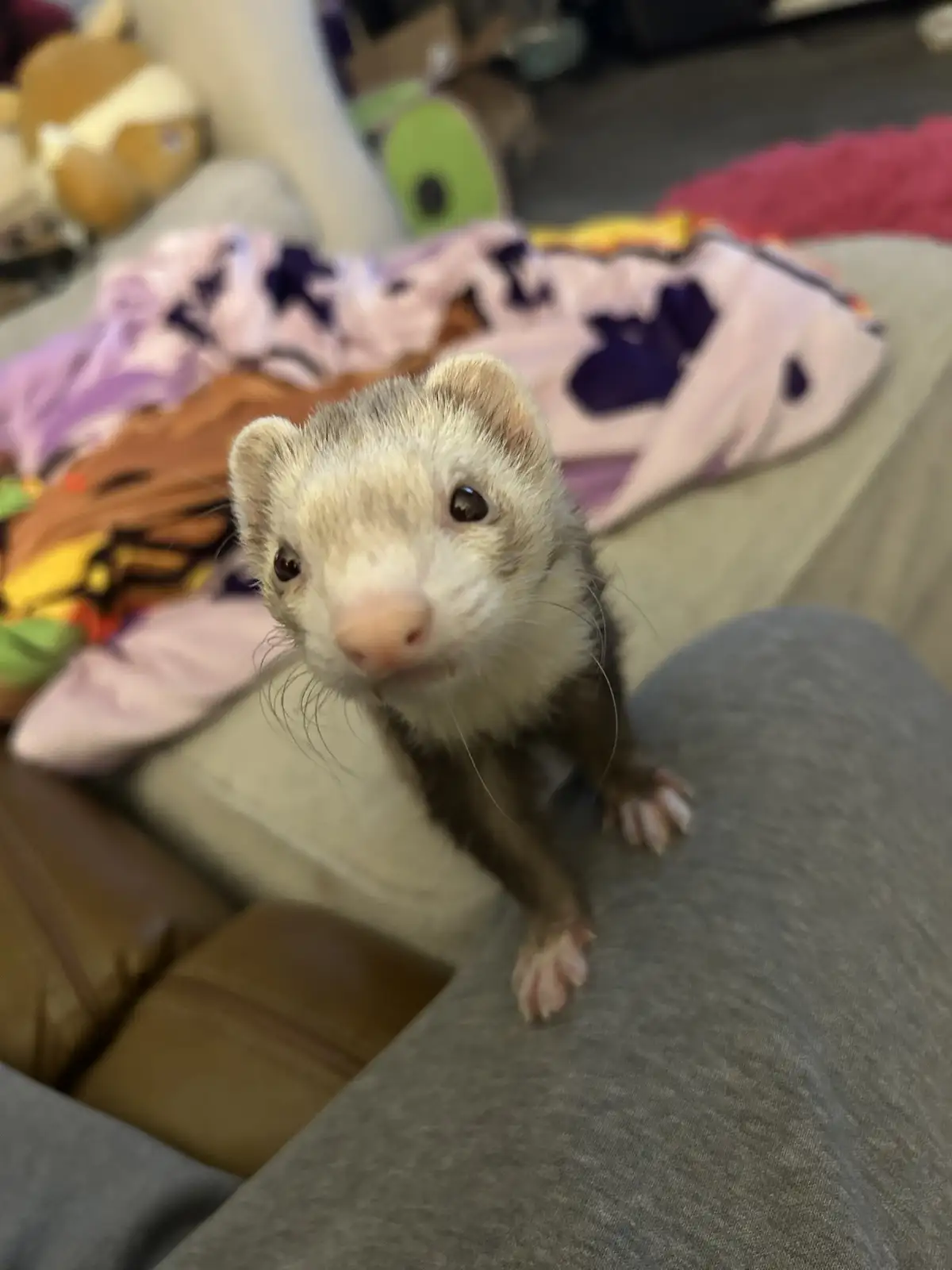 A close-up photo shows a small ferret with a white face and brown body standing on a person's gray leg, looking directly at…