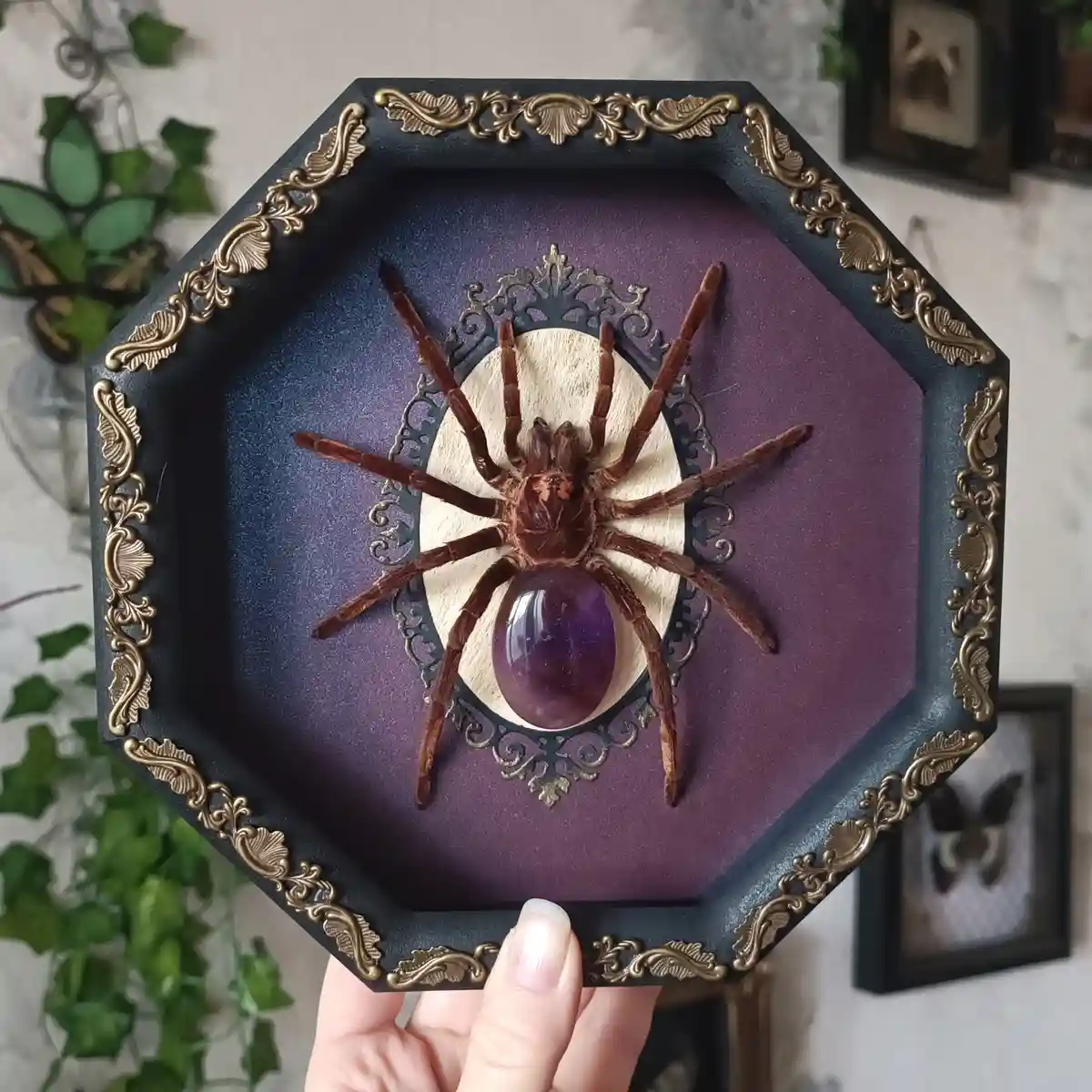 A hand holds an ornate octagonal black frame with gold filigree detailing, displaying a large brown tarantula mounted on a…