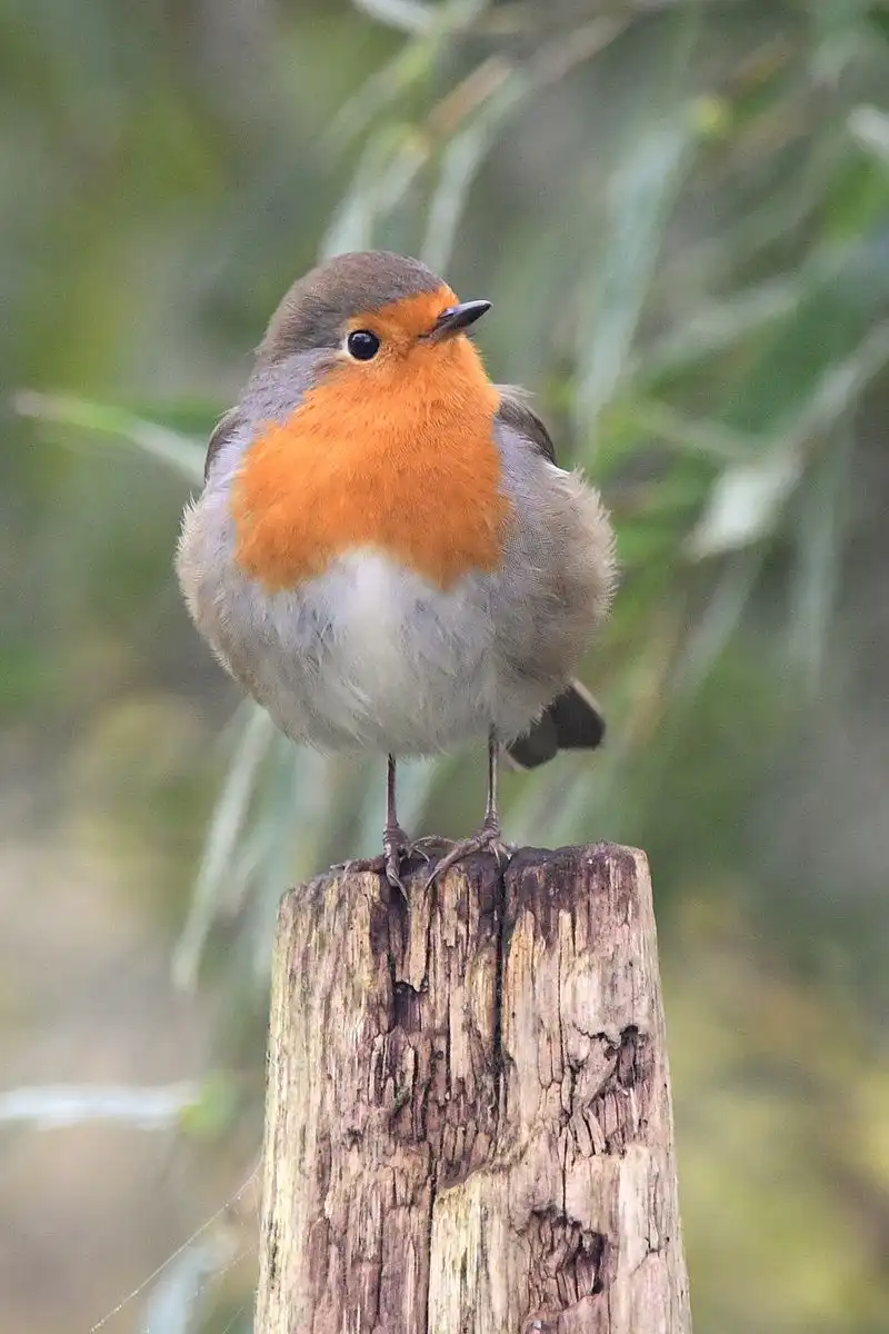 A close-up photograph of a European robin perched on a weathered wooden post, featuring its distinctive orange-red breast…