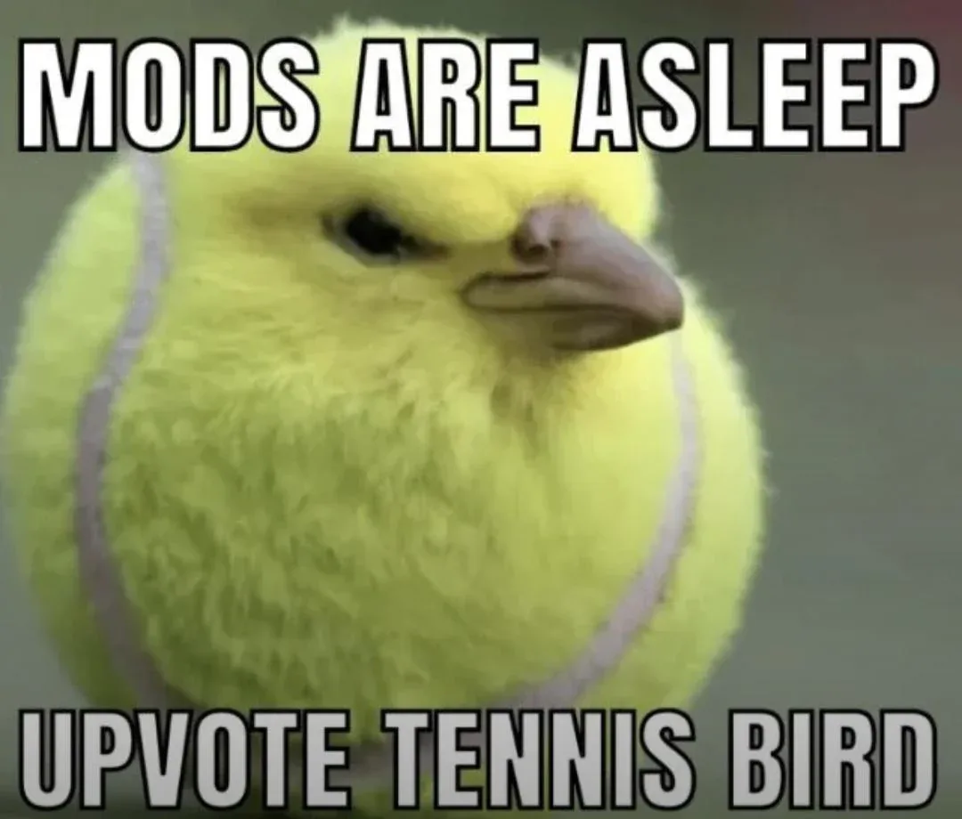 A close-up image of a fluffy yellow bird with a tennis ball texture and two gray stripes, looking slightly annoyed or…