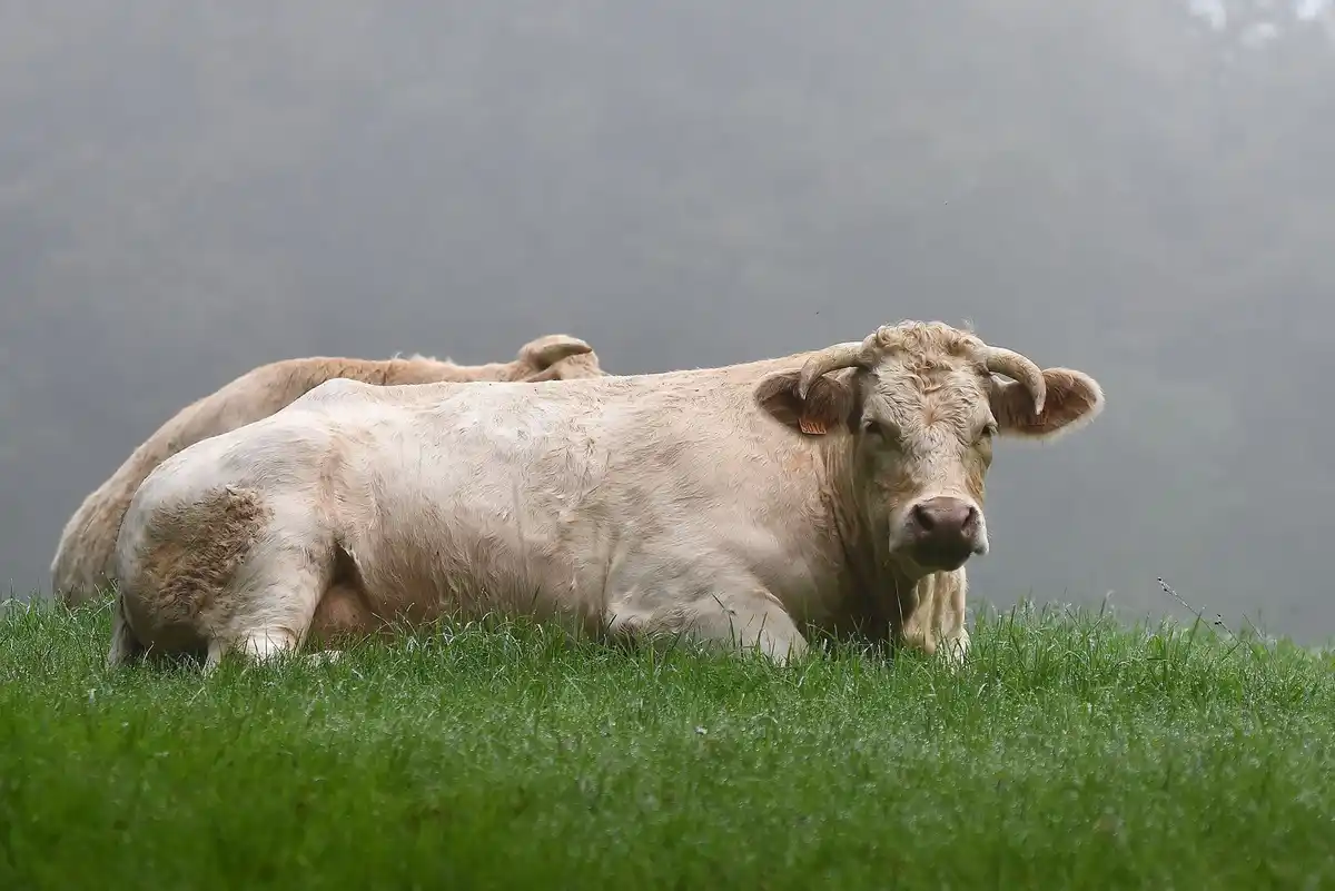 A light-colored cow with horns and an ear tag lies resting on a lush green grassy hill, looking directly at the camera with…
