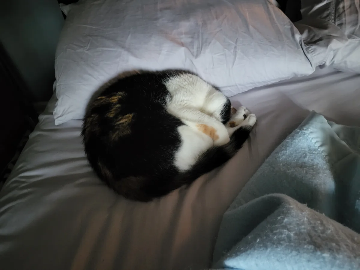 Bowser's Cozy Morning Nap Time