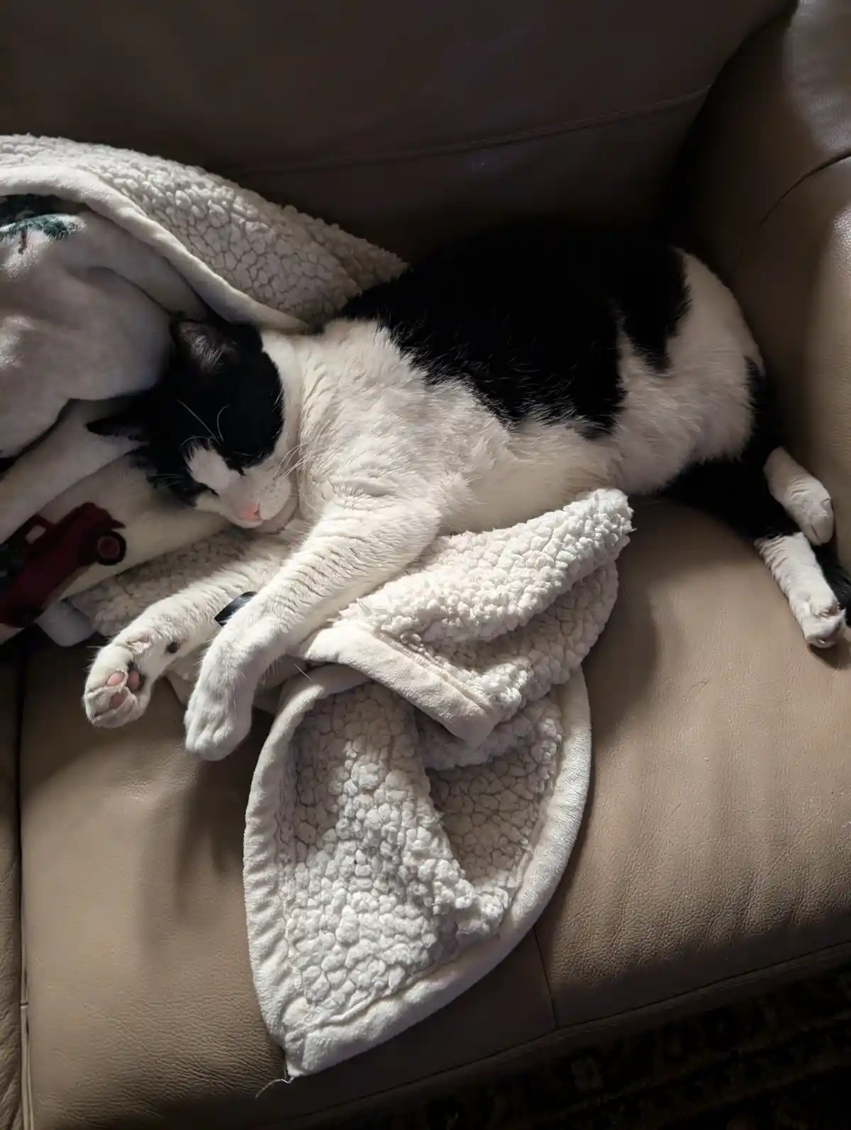 A black and white cat is sleeping soundly on a beige leather couch, curled up with its paws stretched out, partially covered…
