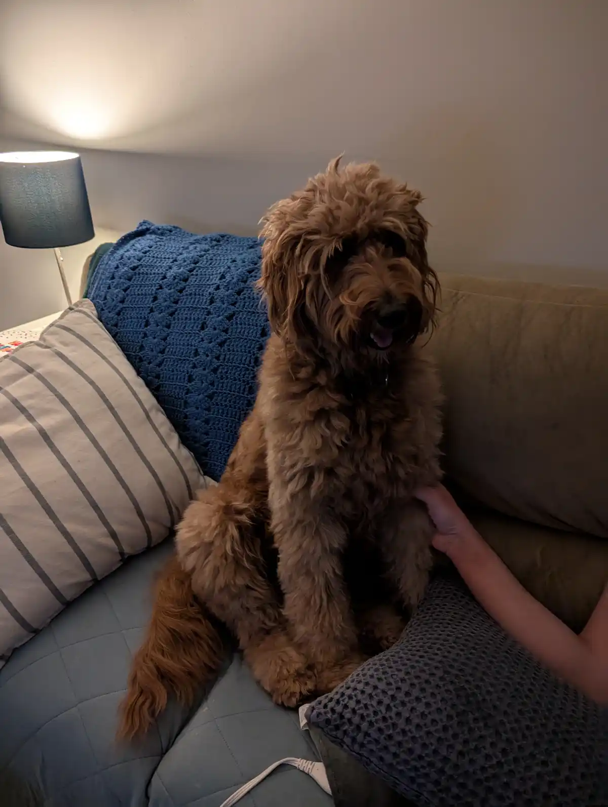 A fluffy brown dog with curly fur sits upright on a couch, surrounded by pillows and a blue crocheted blanket, while a human…