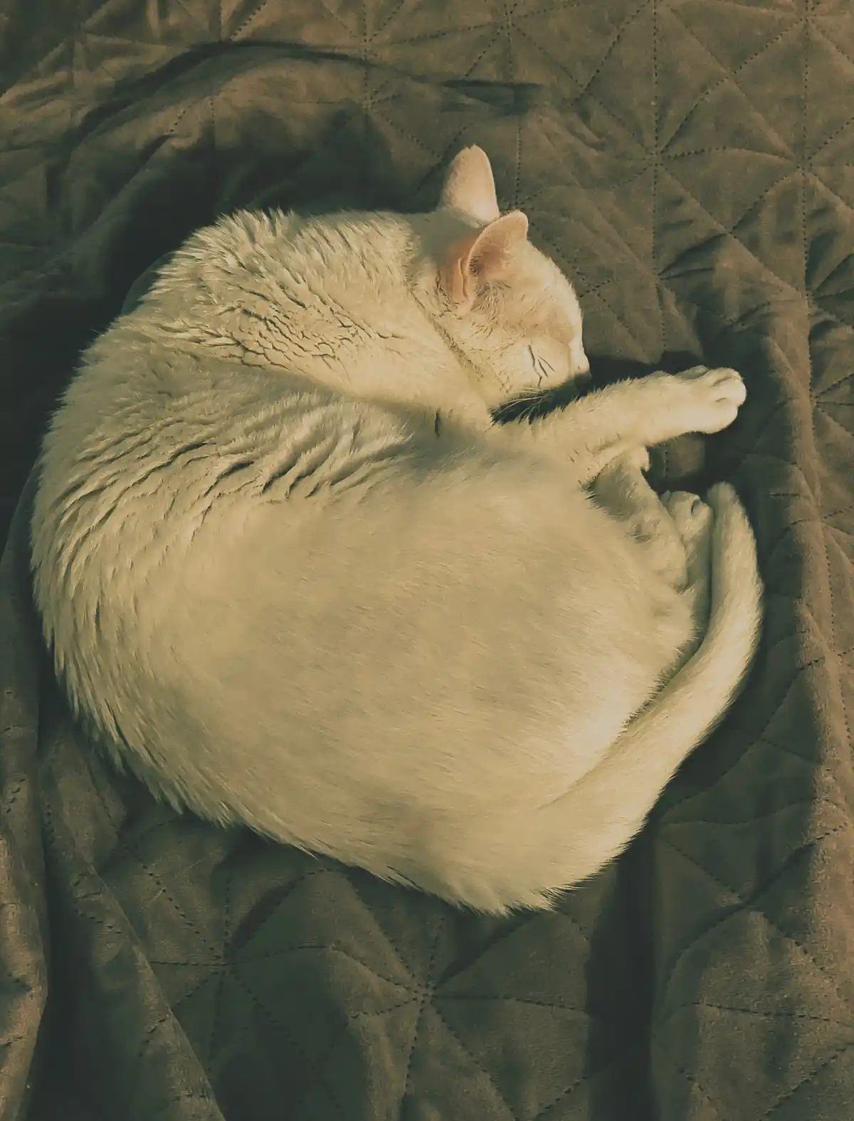 A white cat is curled up in a tight ball, sleeping peacefully on a dark quilted blanket. The image has a warm, sepia-toned…