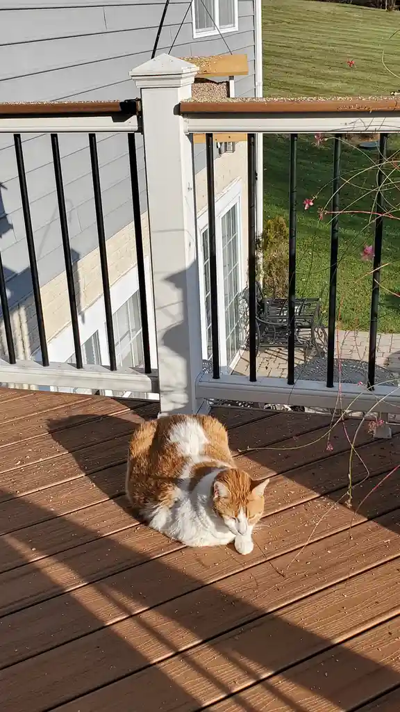 An orange and white cat is curled up sleeping on a wooden deck, basking in sunlight, with a white railing and a house in the…