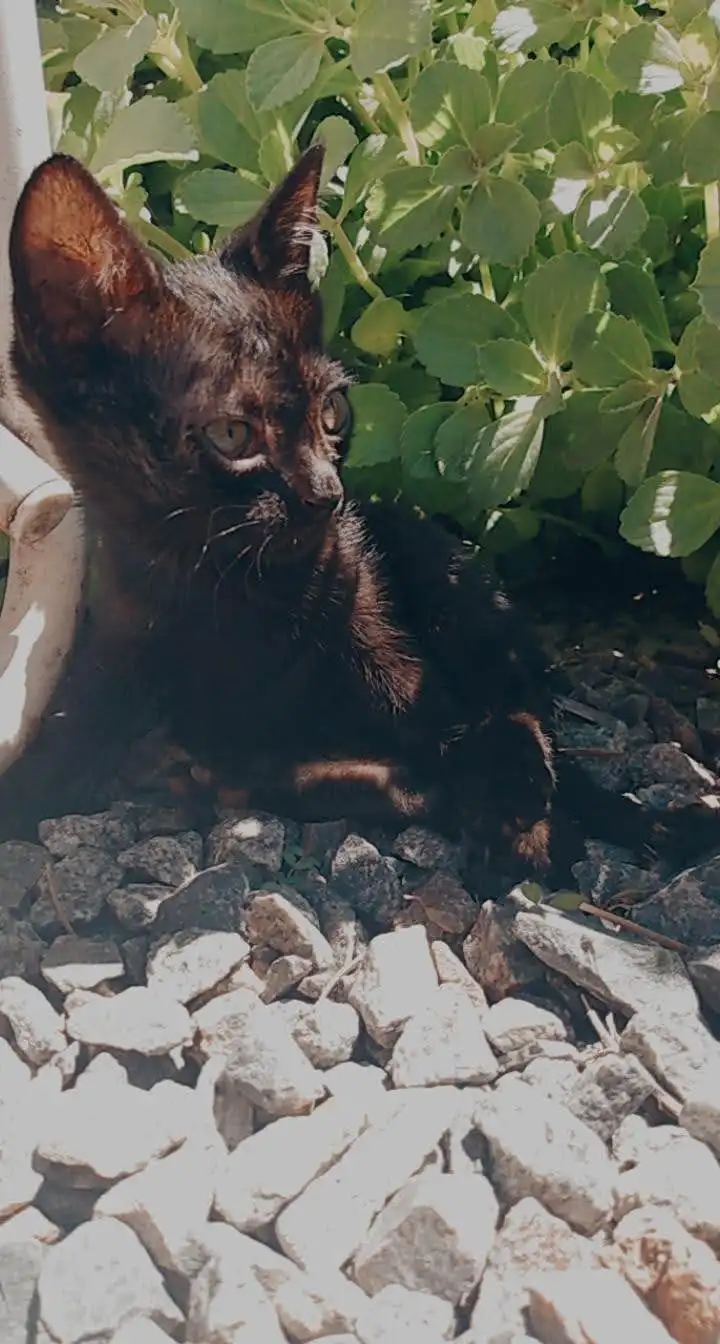 A small black kitten with large ears and green eyes sits among light-colored rocks and green foliage, looking upward. The…