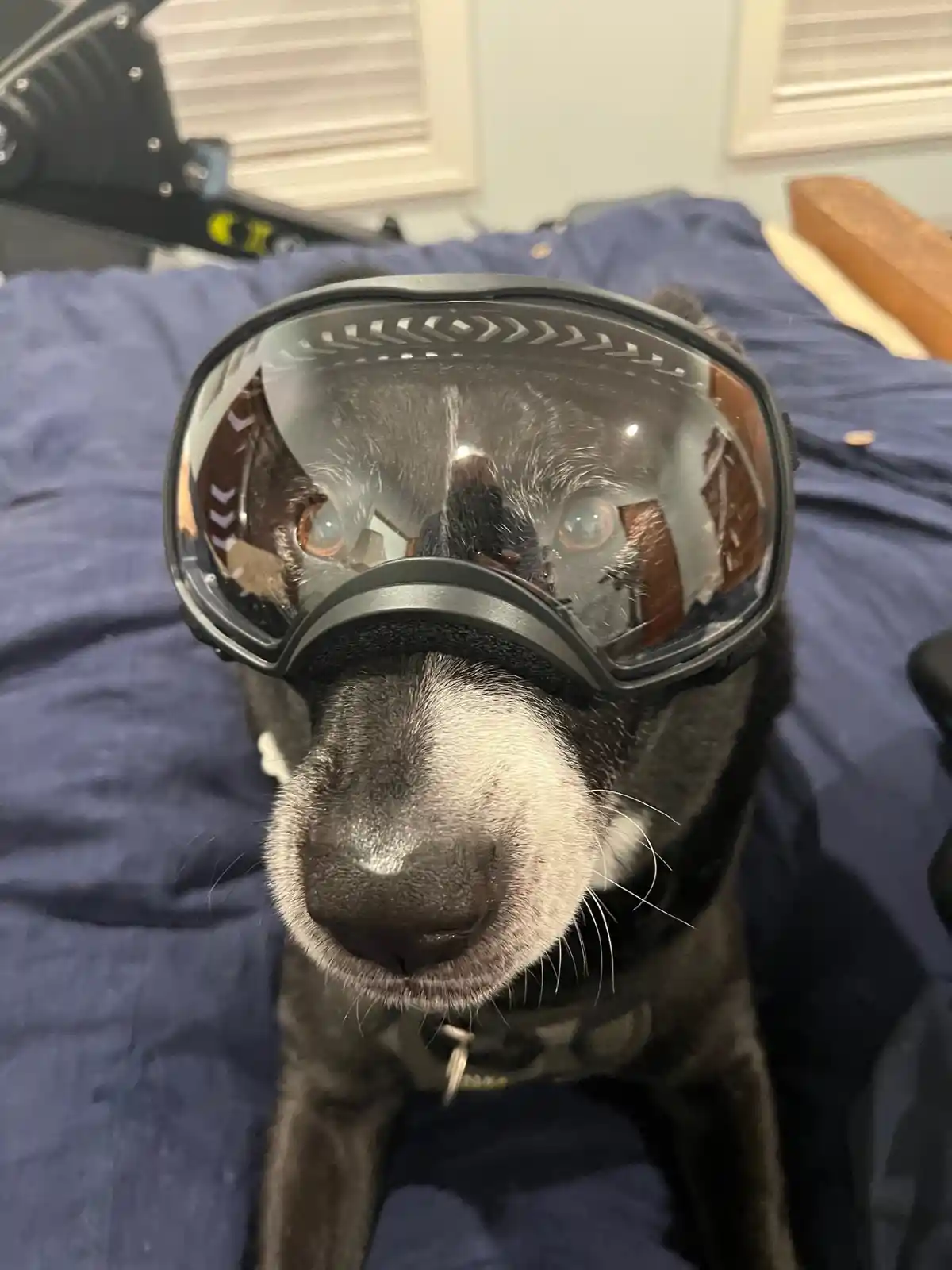 A black and white dog sits on a blue bed wearing large ski goggles, looking directly at the camera with wide, reflective…
