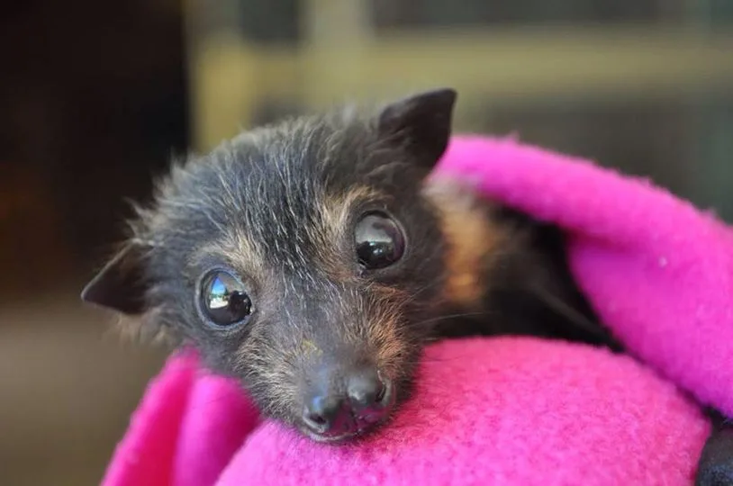 A close-up photo of a small, dark-furred baby bat with large, shiny eyes peeking out from a bright pink, fuzzy blanket. The…