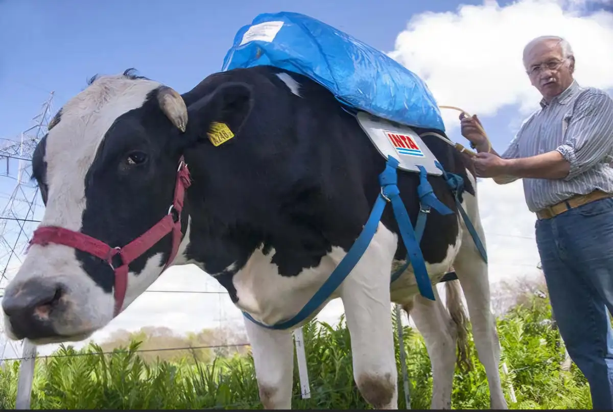 A black-and-white cow wearing a red halter and a blue tarpaulin saddle with an 'INTA' logo is being handled by a man in a…