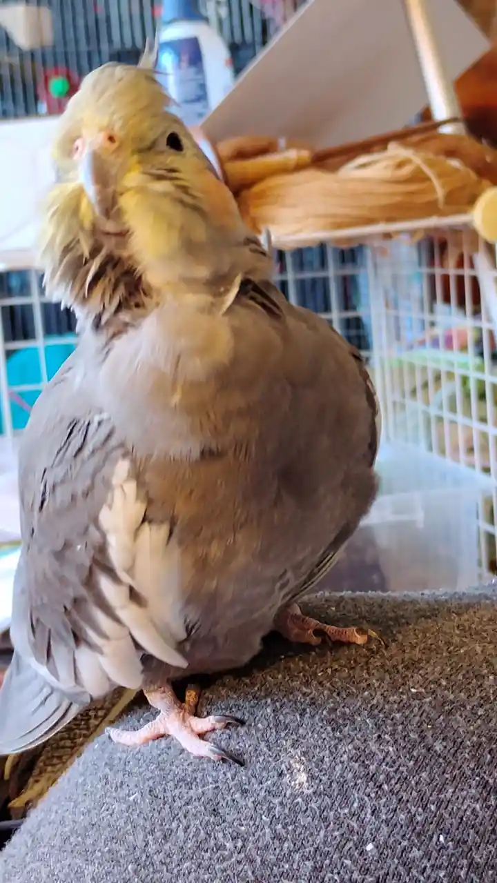 A close-up photo of a cockatiel with its head tilted back and feathers ruffled, standing on a textured surface with a…