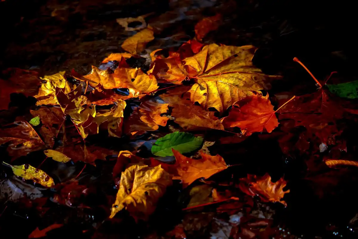 A close-up photo shows numerous autumn leaves—mostly yellow and orange maple leaves—floating on dark, rippling water. One…